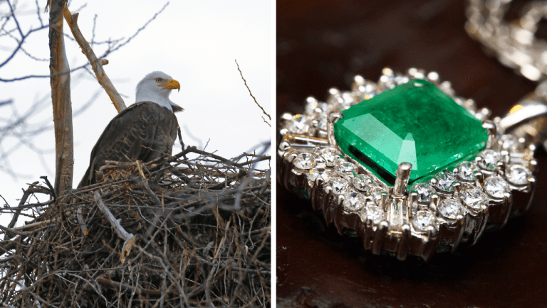 Zaujímavosti ku káve, ktoré ti rozšíria obzory #2019 – obrovské hniezda orlov a smaragdy vzácnejšie než diamanty