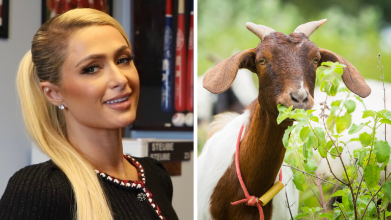Zaujímavosti ku káve, ktoré ti rozšíria obzory #2035 – keď dedičstvo nestačí a kozy sú tajní experti na diéty