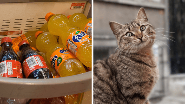 Zaujímavosti ku káve, ktoré ti rozšíria obzory #2042 – Fanta z čias embarga a Istanbul ako mesto mačiek