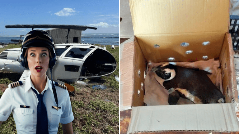 Kuriózny prípad: Nezabezpečený tučniak spôsobil pád helikoptéry v Južnej Afrike