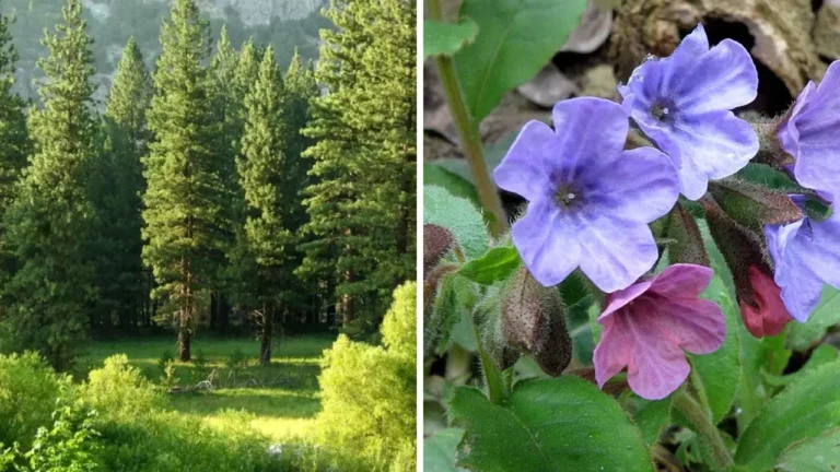 Zaujímavosti zo sveta rastlín. Ponorte sa do rastlinnej ríše!