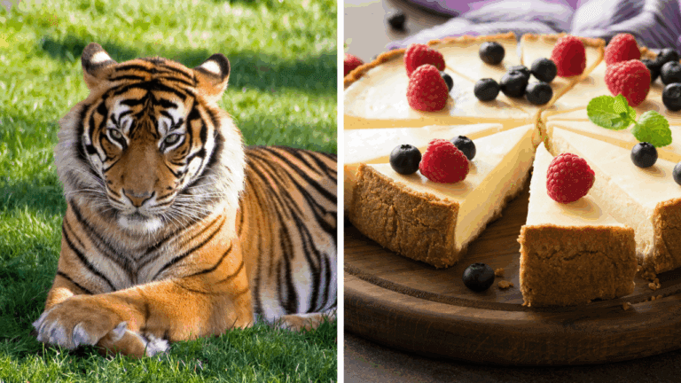 Zaujímavosti ku káve, ktoré ti rozšíria obzory #2069 – tigre bez pradenia a sladká história cheesecaku