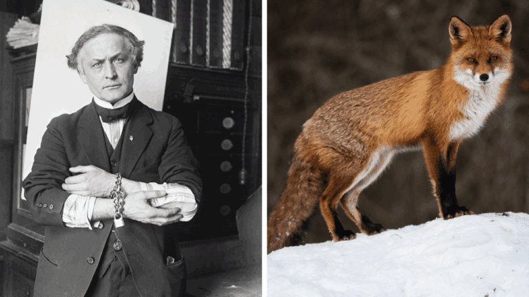 Zaujímavosti ku káve, ktoré ti rozšíria obzory #2079 – Houdini z Budapešti a líšky, ktoré milujú zimu