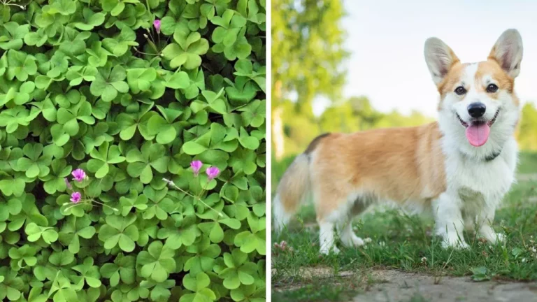 Zaujímavosti ku káve, ktoré ti rozšíria obzory #2091 – mutácia štvorlístka a corgi ako malý pastiersky pomocník