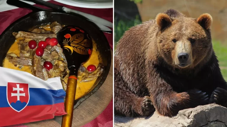 Šokujúce rozhodnutie: Medvede skončia na tanieroch Slovákov! Ako je to možné?