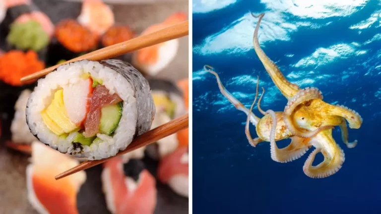 Zaujímavosti ku káve, ktoré ti rozšíria obzory #2087 – sushi nie je o rybe a ako chobotnice myslia