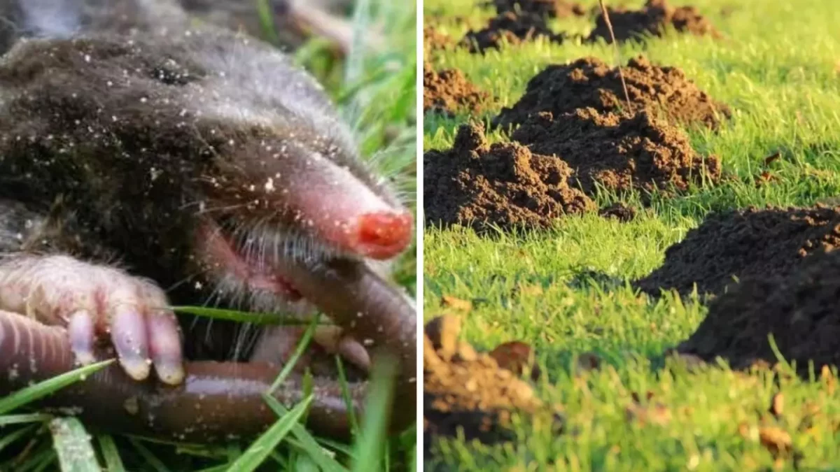 Krtek v tráve s dážďovkou a krtince na zelenej lúke, symbol prírody a podzemného života.