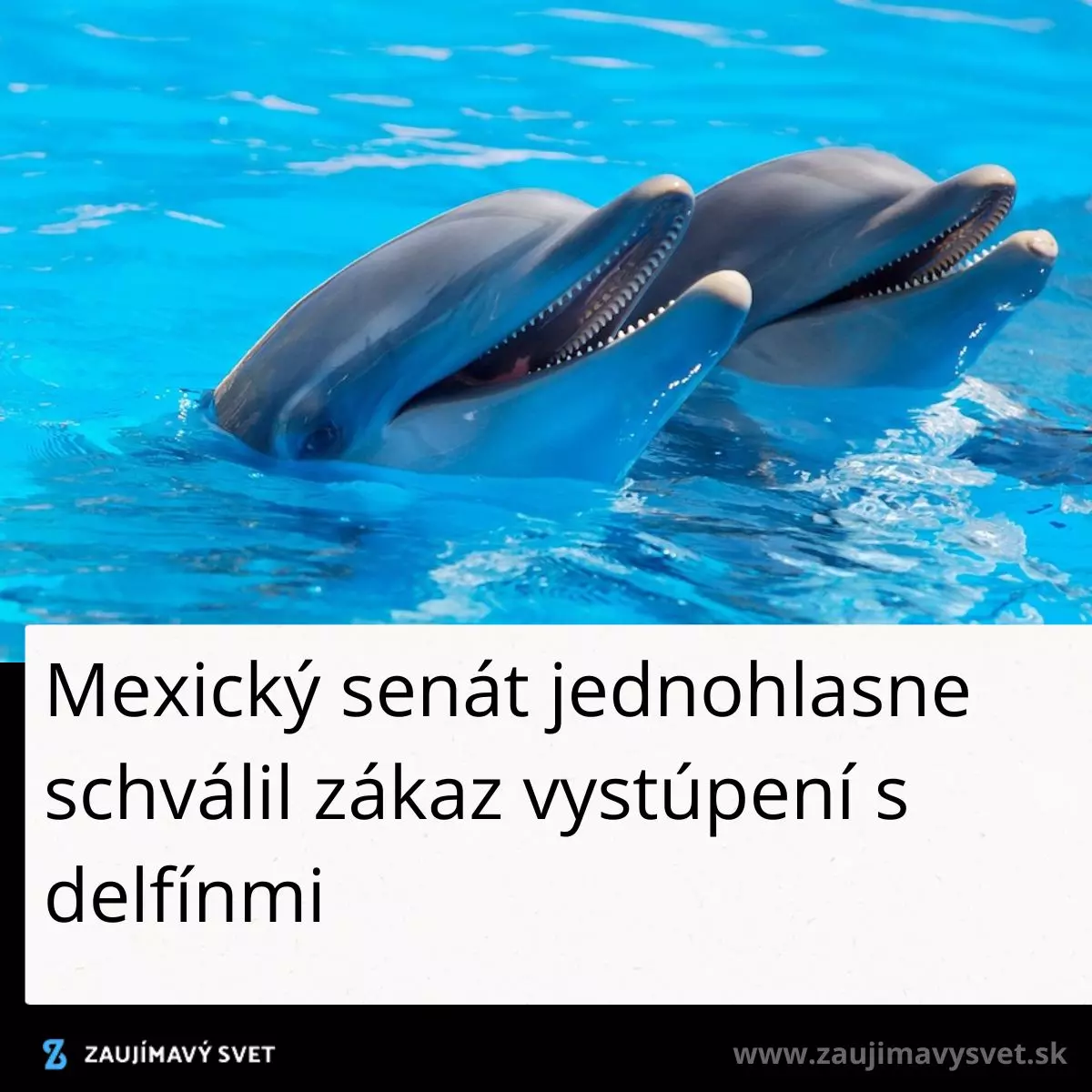 Dva delfíny vo vode, Mexiko zakázalo predstavenia s delfínmi pre ochranu zvierat.
