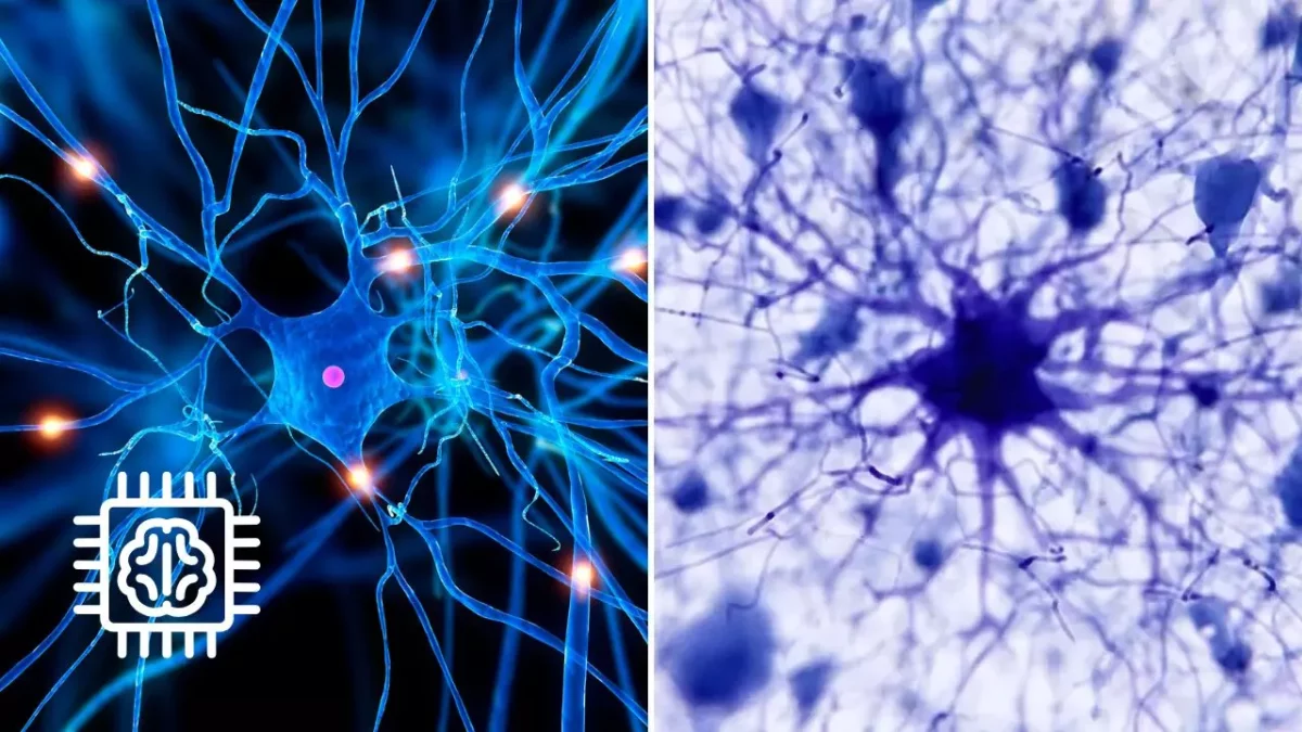 Porovnanie neurónov a AI neurónovej siete: Rozdiel medzi biologickým a digitálnym spracovaním signálov.