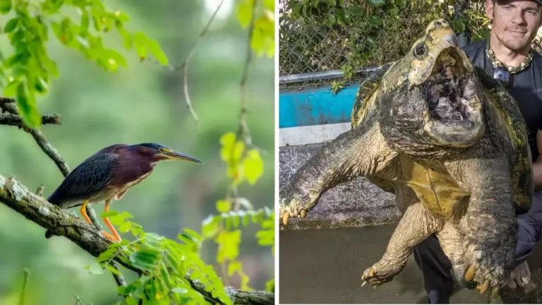 7 šikovných zvieracích podvodníkov, na ktorých by ste to nikdy nepovedali