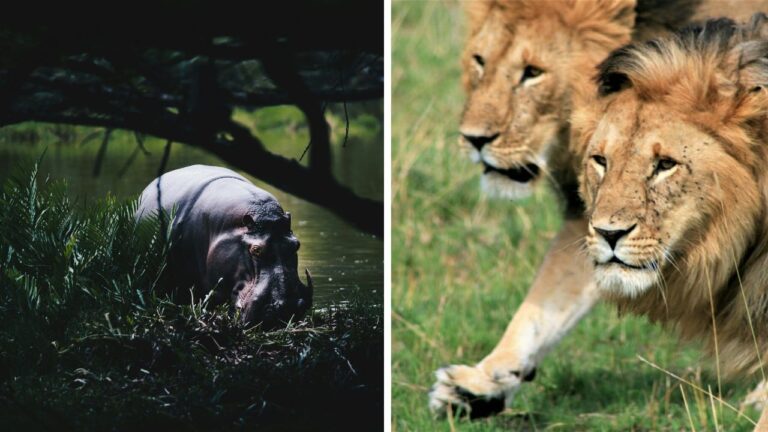 8 šokujúcich incidentov, ktoré sa odohrali za bránami zoo a cirkusov