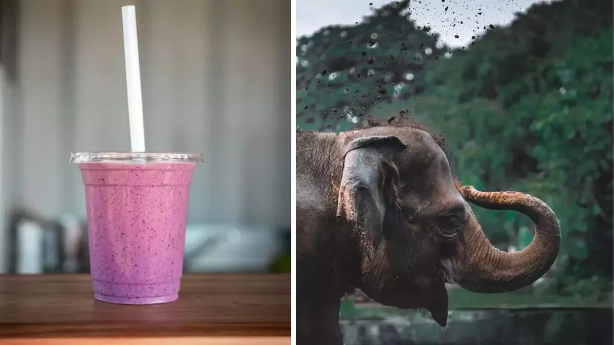 Fialový smoothie nápoj na stole vedľa slona hádzajúceho prach, príroda v pozadí.