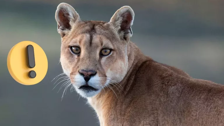 Puma v prírode s varovným výkričníkom, symbol upozornenia na záchranu divokej fauny.