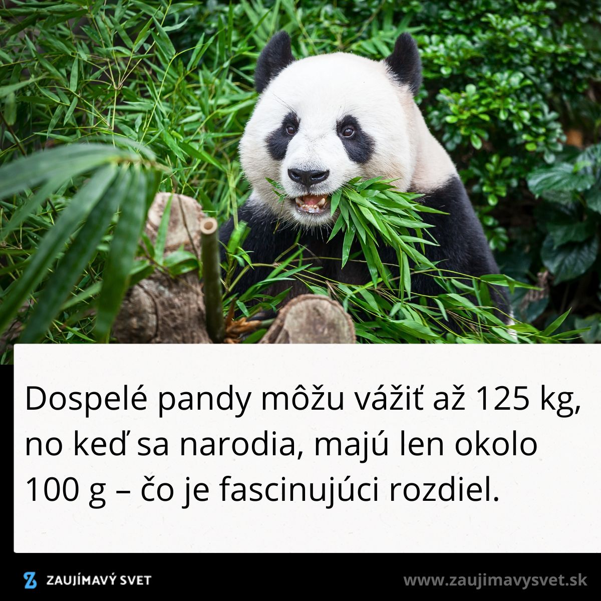Panda obklopená bambusom, žuje listy; kontrast hmotnosti dospelých pánd a ich mláďat.