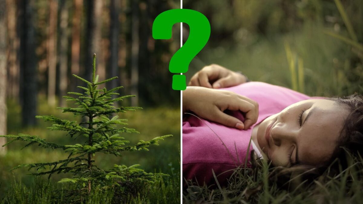 Malý stromček v lese vedľa spiacej osoby v tráve, zelený otáznik v strede.