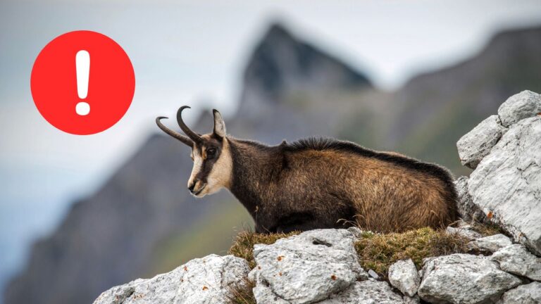 Kamzík na skalnom výbežku s výstražným symbolom, horské pozadie.