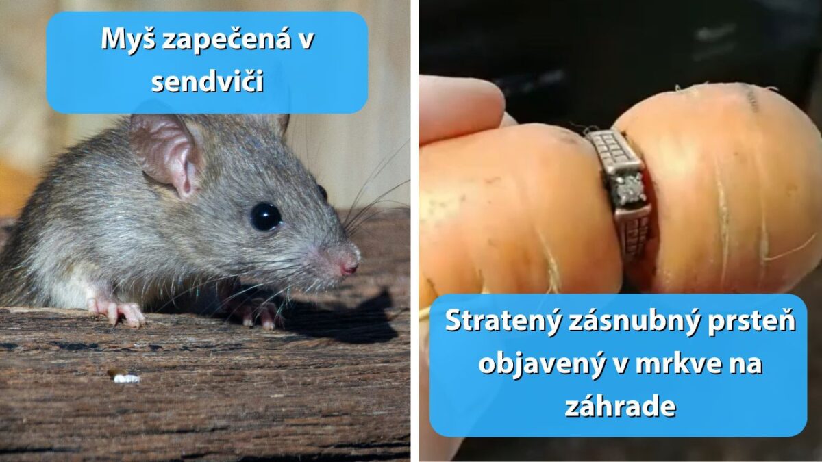 Myš na drevenom povrchu a zásnubný prsteň okolo mrkvy. Neobvyklé nálezy: domáci hlodavec a prsteň na záhrade.