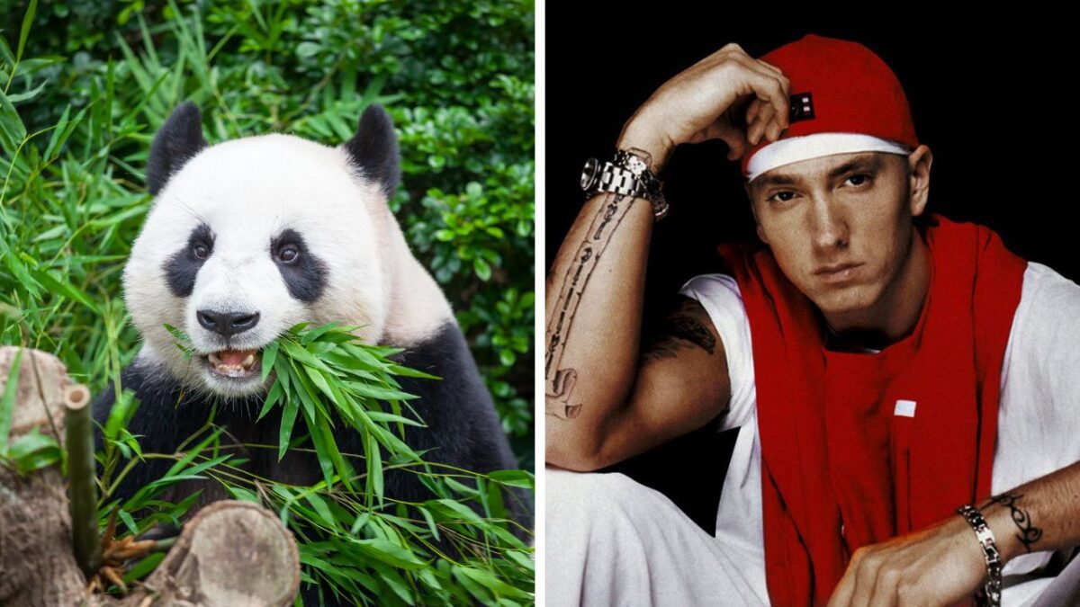 Panda žerie bambus vedľa muža v červenej čiapke na tmavom pozadí.
