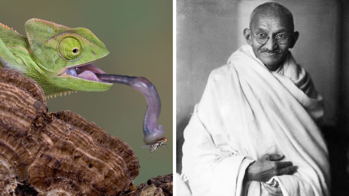 Obrázok chameleóna chytajúceho mušku na kmeni dreva vedľa čiernobielej fotografie muža v rúchu.