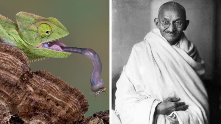 Obrázok chameleóna chytajúceho mušku na kmeni dreva vedľa čiernobielej fotografie muža v rúchu.