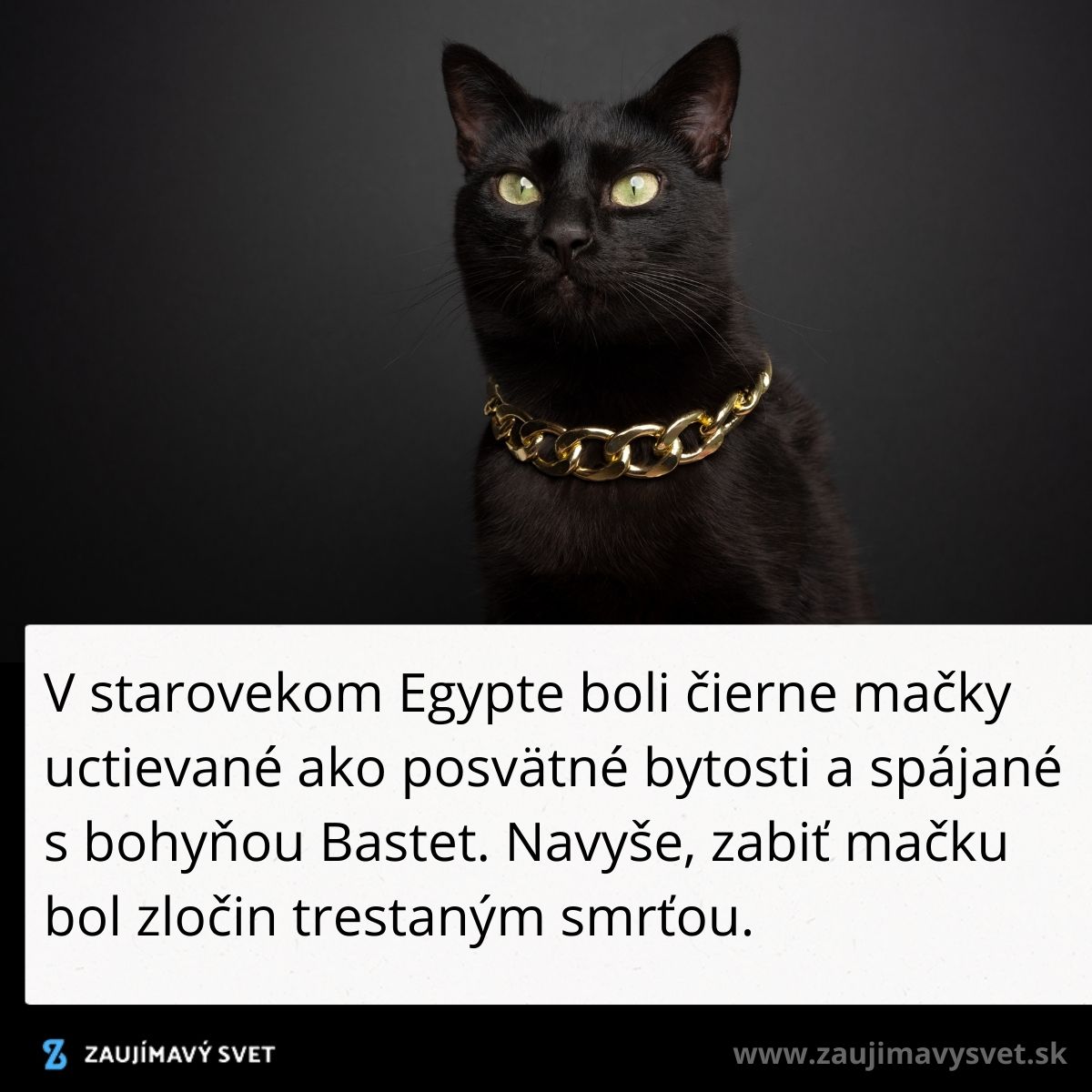 Čierna mačka s prepychovým zlatým náhrdelníkom na tmavom pozadí.