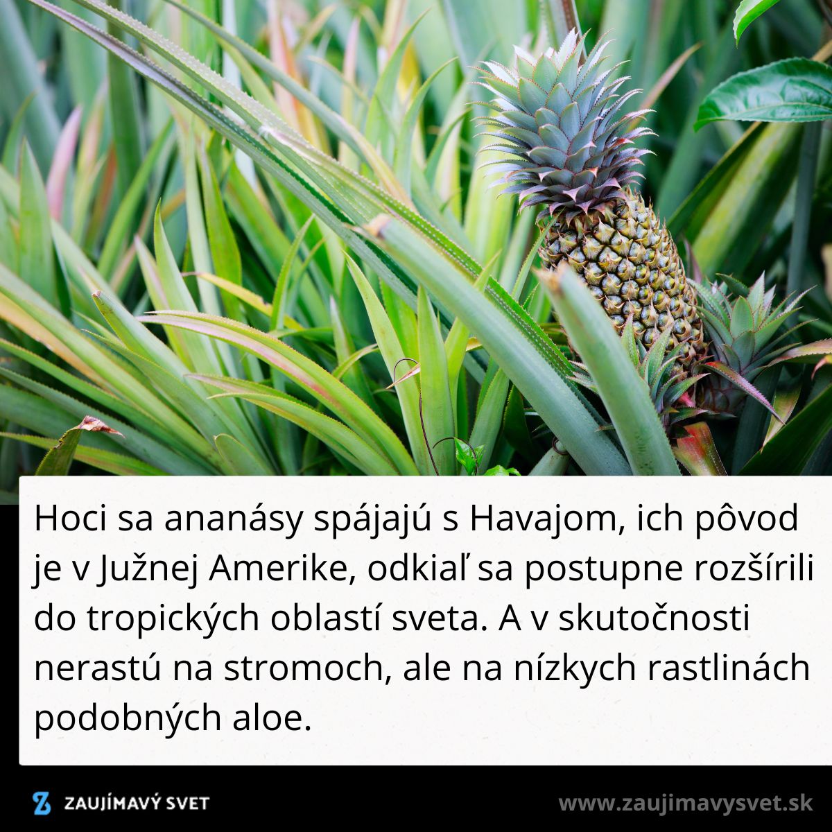Ananás rastie na nízkej rastline v tropických oblastiach s pôvodom v Južnej Amerike.