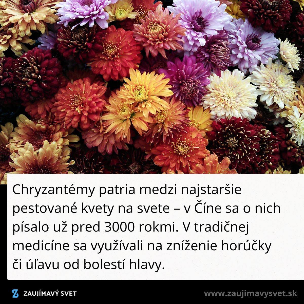 Farebné chryzantémy, historicky pestované pre krásu a liečivé účinky v tradičnej čínskej medicíne.