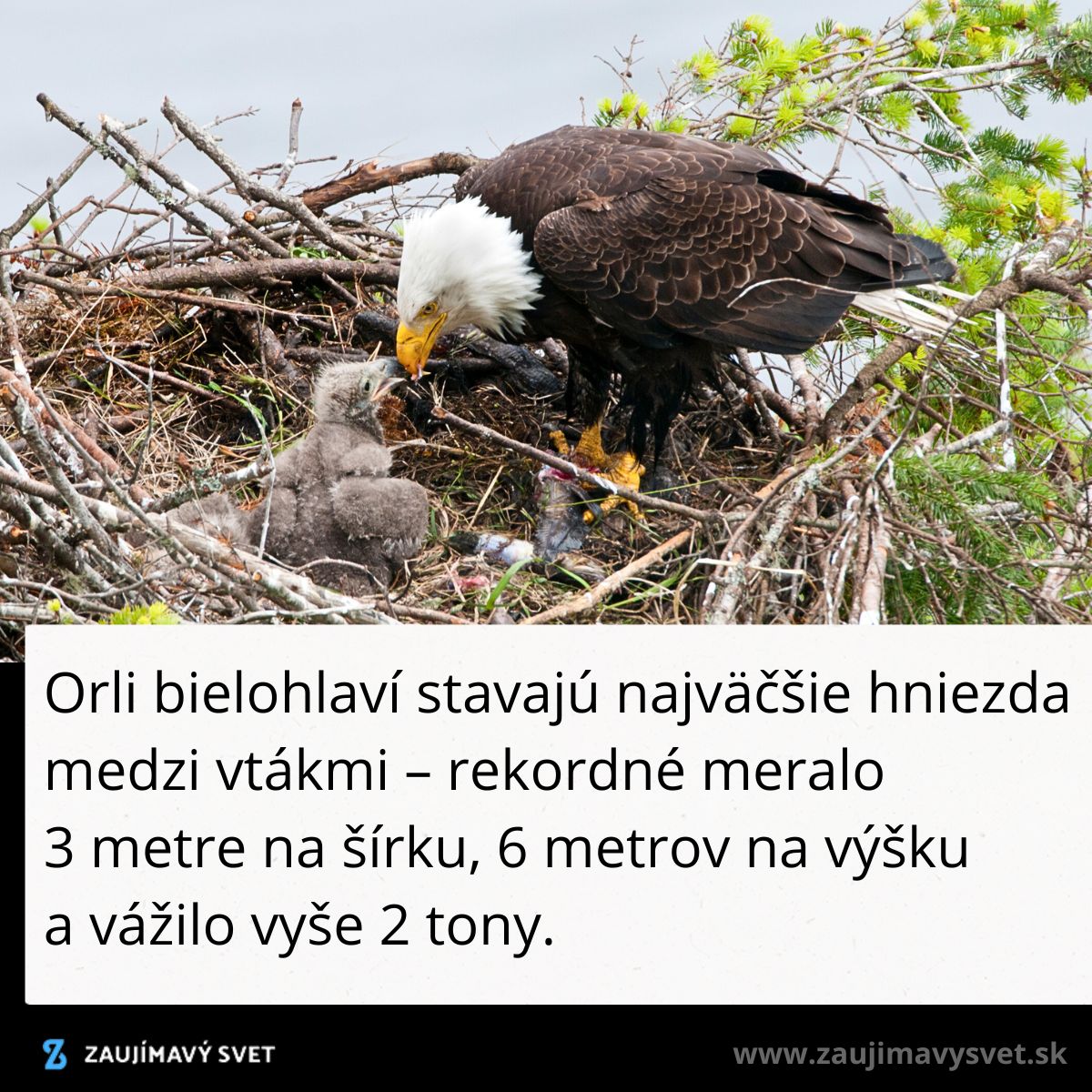 Orli bielohlaví s mláďatami v hniezde, najväčšie vtáčie domovy dosahujú rekordné rozmery a váhu.