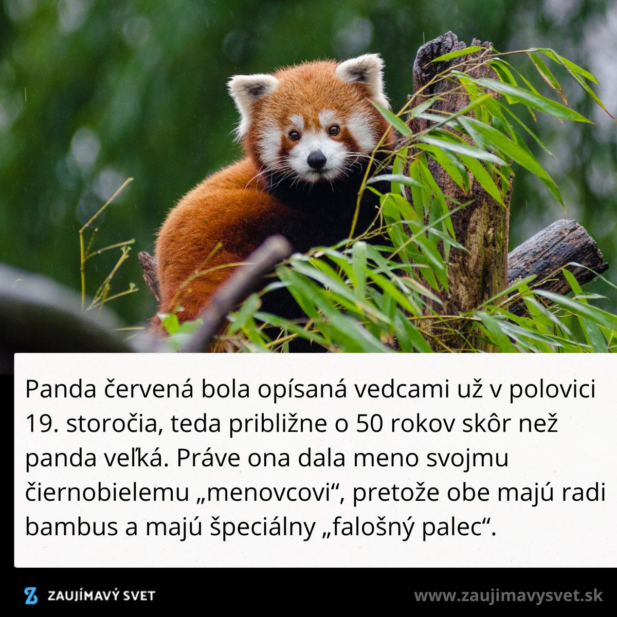 Panda červená na strome s bambusom, opísaná vedcami v 19. storočí, známa svojim falošným palcom.