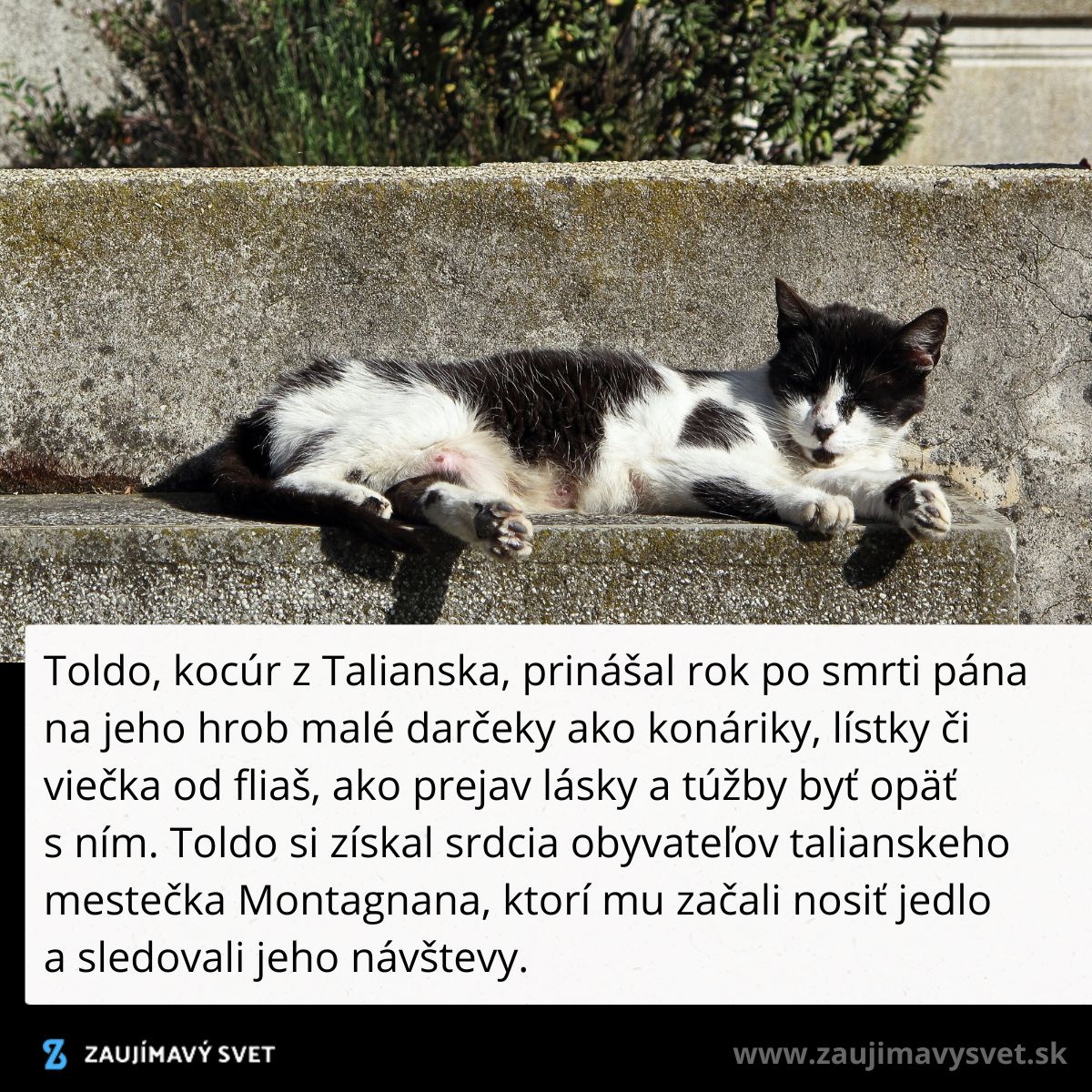 Čiernobiely kocúr Toldo odpočíva na kamennej lavičke v slnečnom talianskom mestečku Montagnana.