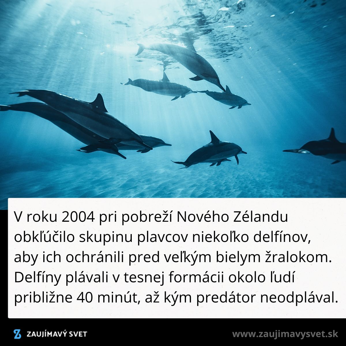 Skupina delfínov pláva pod vodou pri pobreží Nového Zélandu, chrániac plavcov pred žralokom.