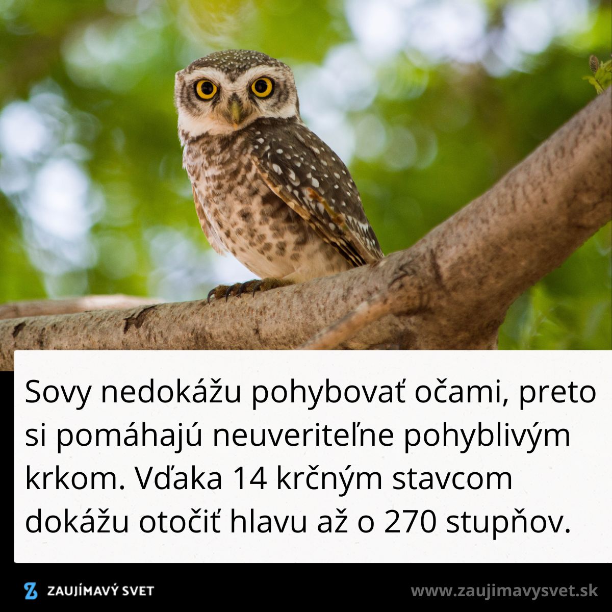 Sova na konári s výraznými očami, schopná otočiť hlavu o 270 stupňov vďaka pohyblivému krku.