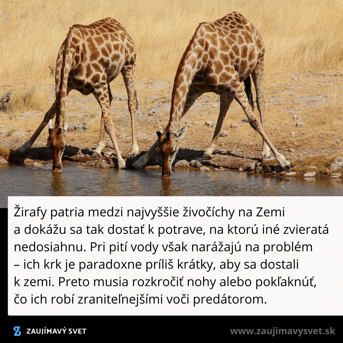 Dve žirafy pijúce vodu z jazera v savane, rozkročené nohy pre dosiahnutie hladiny.