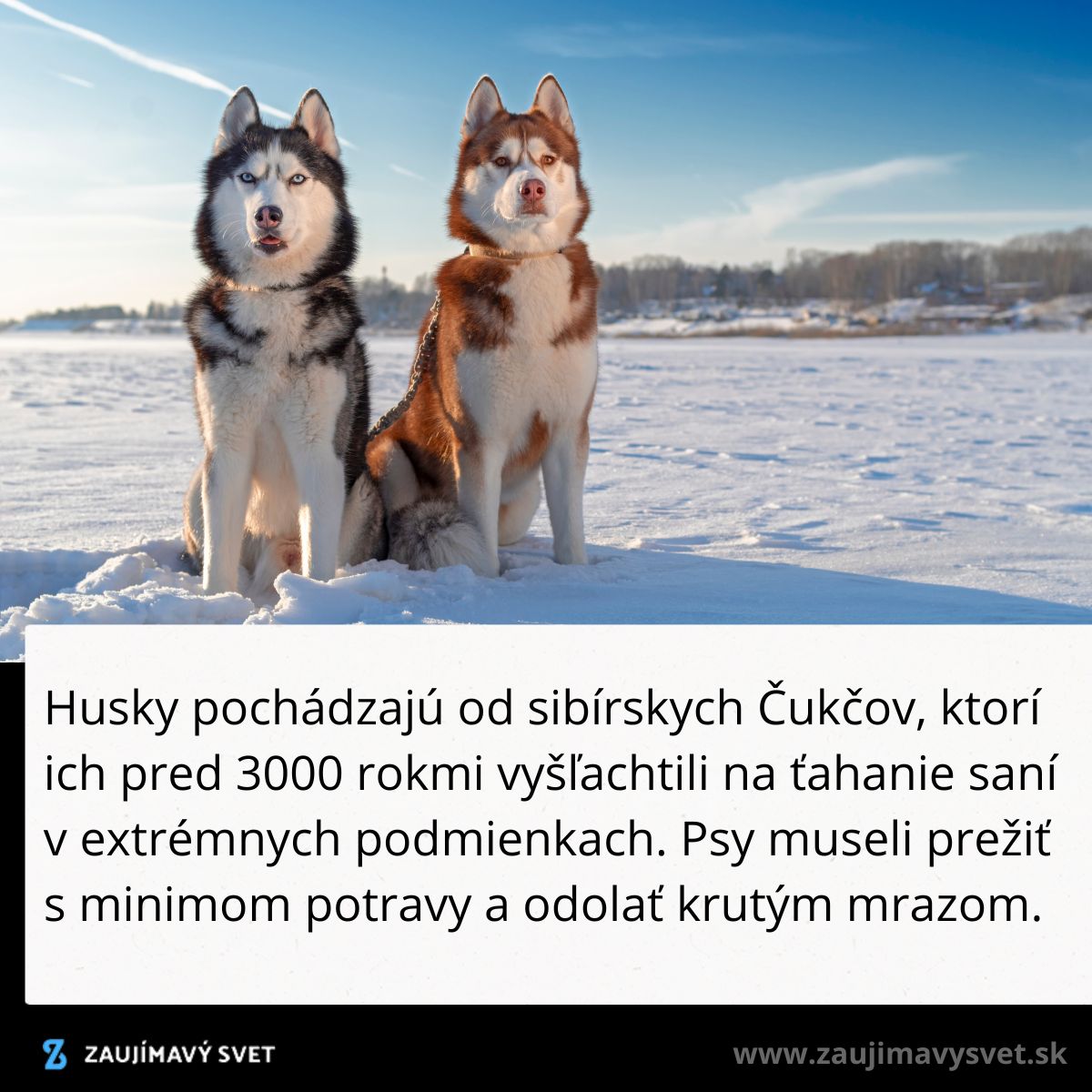Dva husky psy sedia na zasneženom poli pod modrou oblohou.