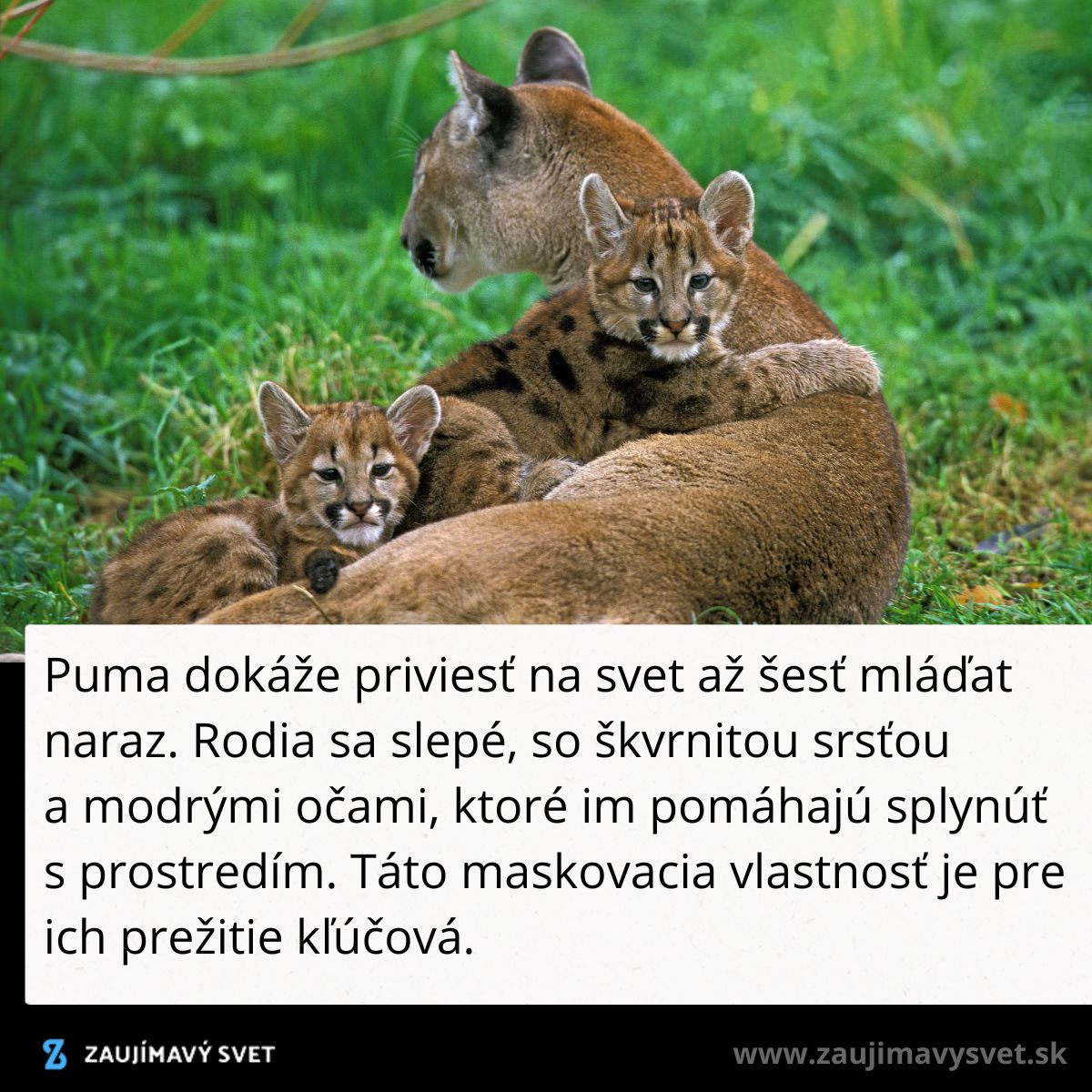 Puma s dvoma mláďatami leží v tráve; mladé pumy majú škvrnité srsti a modré oči pre lepšie maskovanie v prírode.