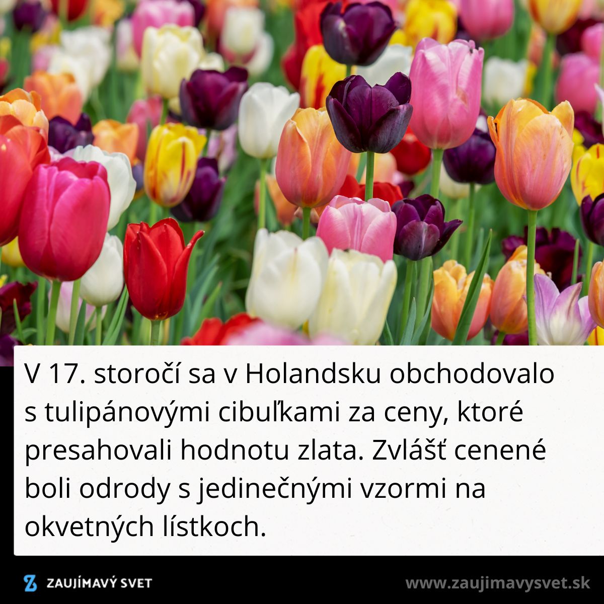 Farebné tulipány v záhrade, pripomínajúce tulipánovú mániu z 17. storočia v Holandsku, kedy cena cibuliek prekročila cenu zlata.