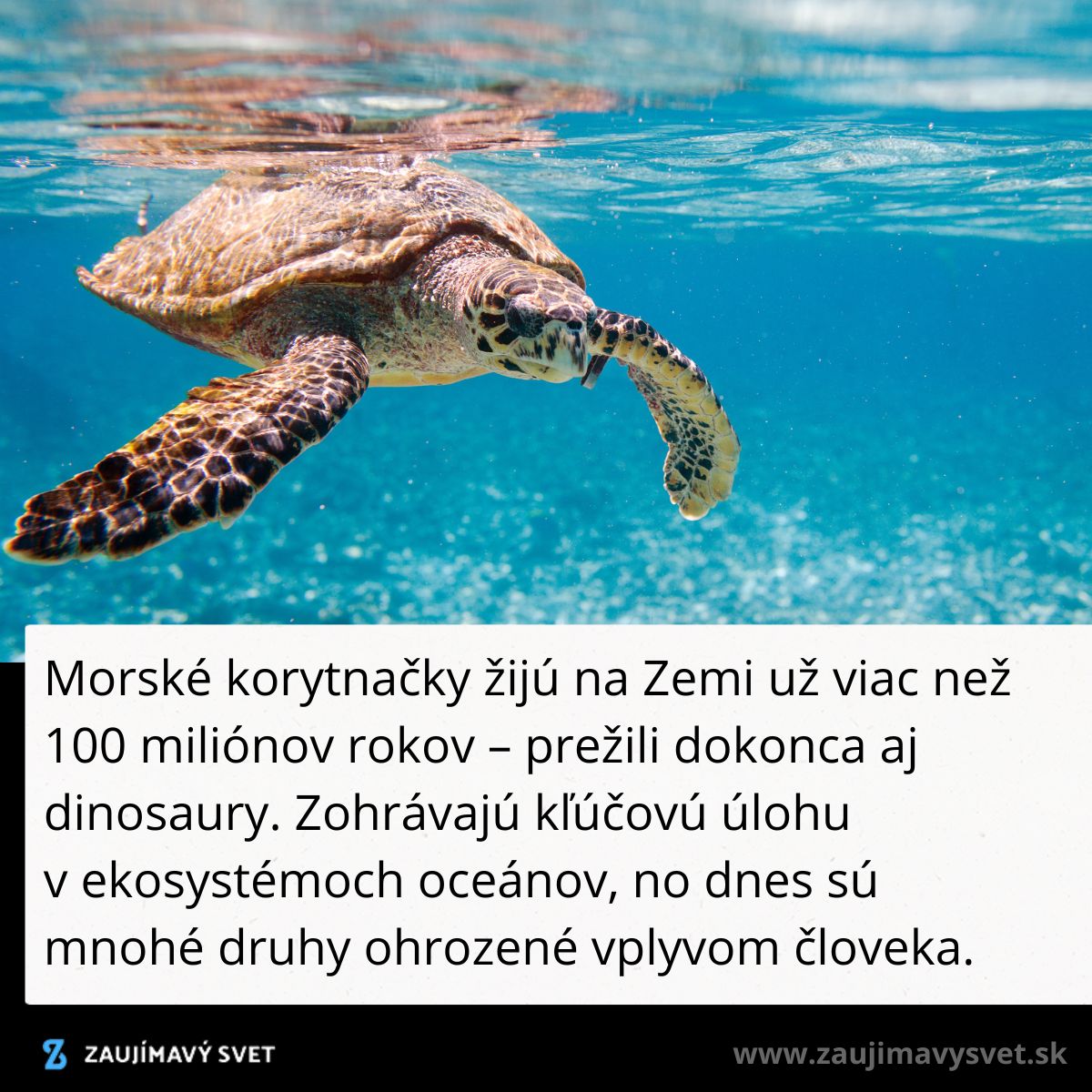 Morská korytnačka v azúrovom oceáne, ohrozená ľudským vplyvom, dôležitá pre ekosystém.