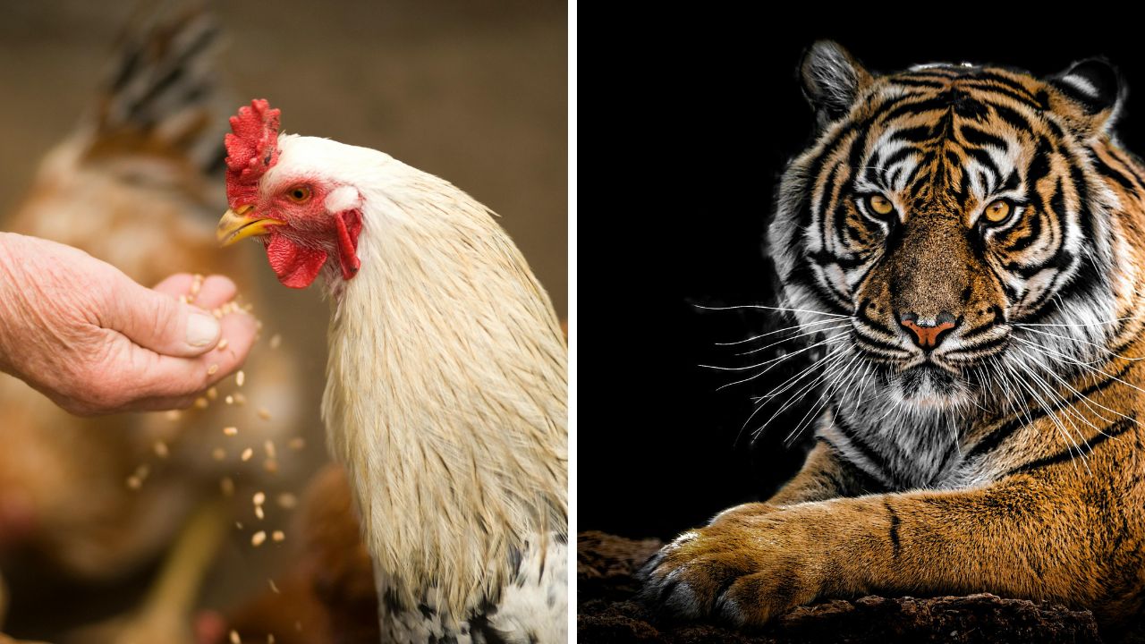 Ľavá polovica: ruka kŕmi kura, pravá polovica: tiger na tmavom pozadí.