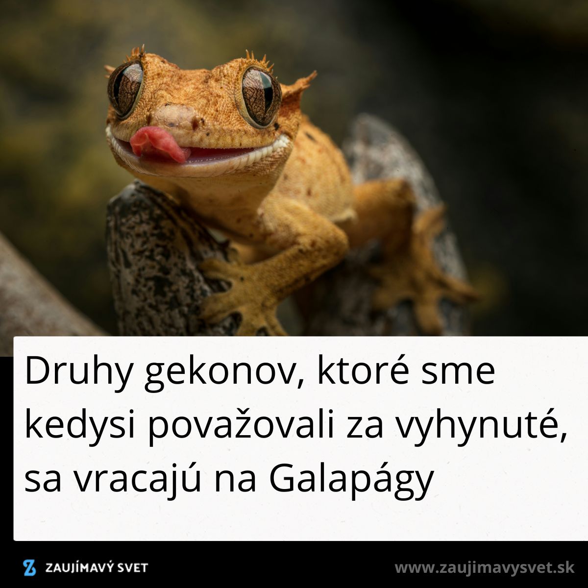Gekon s veľkými očami sedí na vetve, jazykom si oblizuje ústa. Druhy sa vracajú na Galapágy.