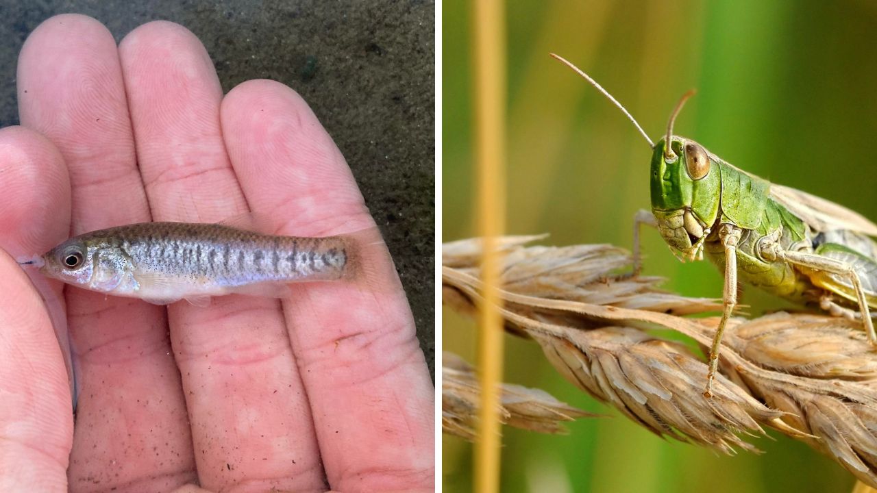 Ľavá strana ukazuje malú rybu v ruke, pravá strana zeleného lúčneho koníka na rastline.
