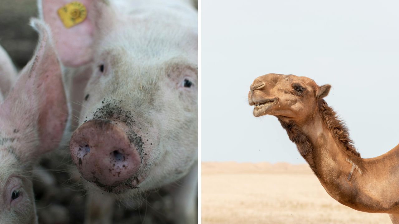 Blízky pohľad na prasa a ťavu v prírode, zobrazenie rôznych živočíšnych druhov a ich odlišných prostredí.