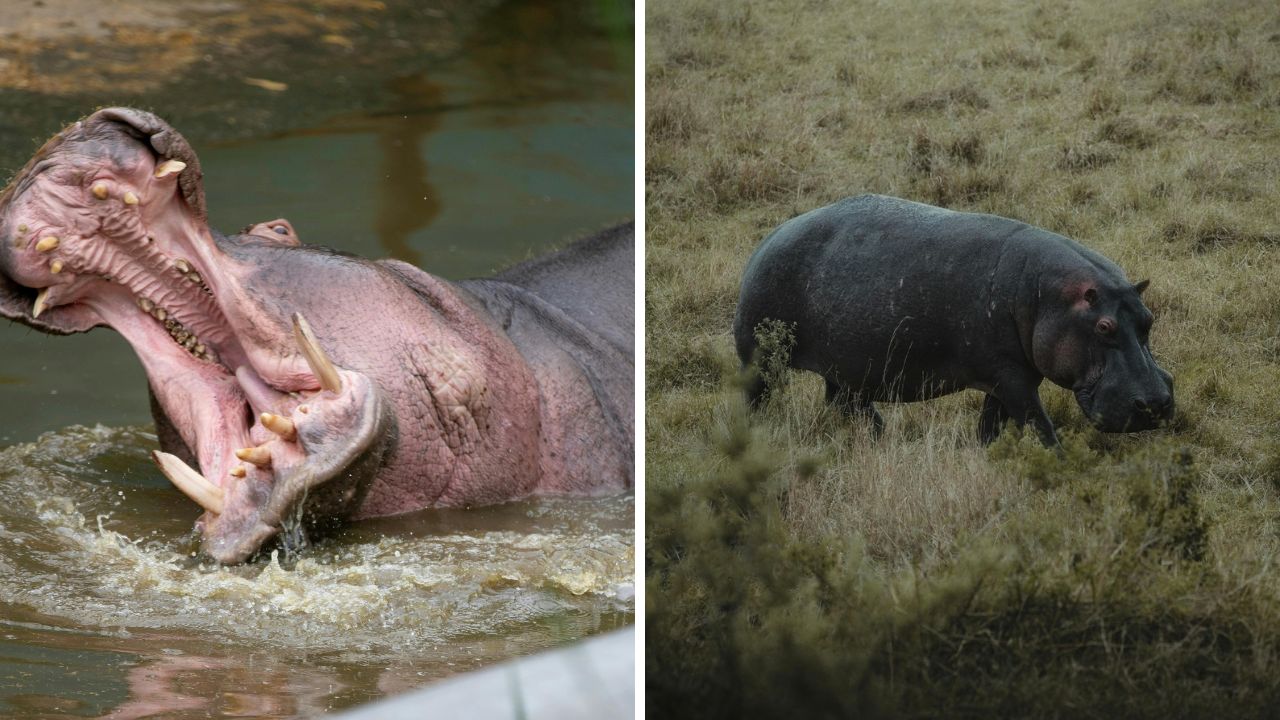 Dva hrochy: jeden v otvorenom ústach vo vode, druhý kráča po suchej tráve na savane.