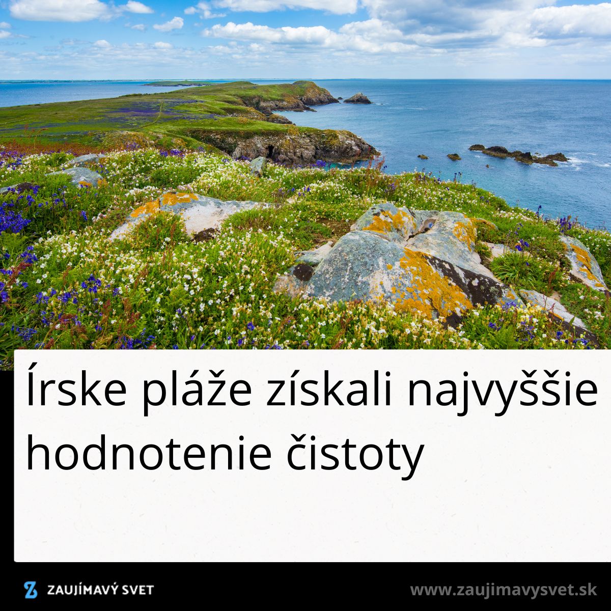 Pobrežie s divokými kvetmi a výhľadom na modré more pod modrou oblohou s bielymi oblakmi.