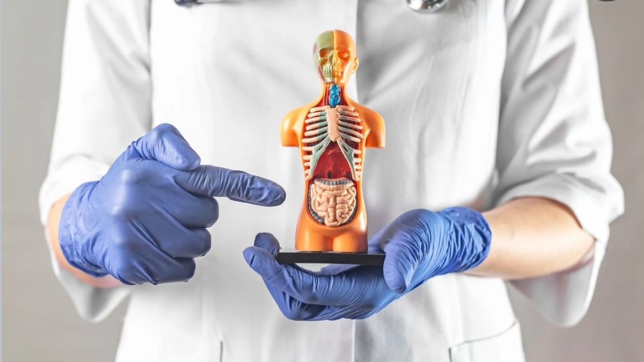 Lekár ukazuje na anatomický model ľudského tela s dôrazom na vnútorné orgány.