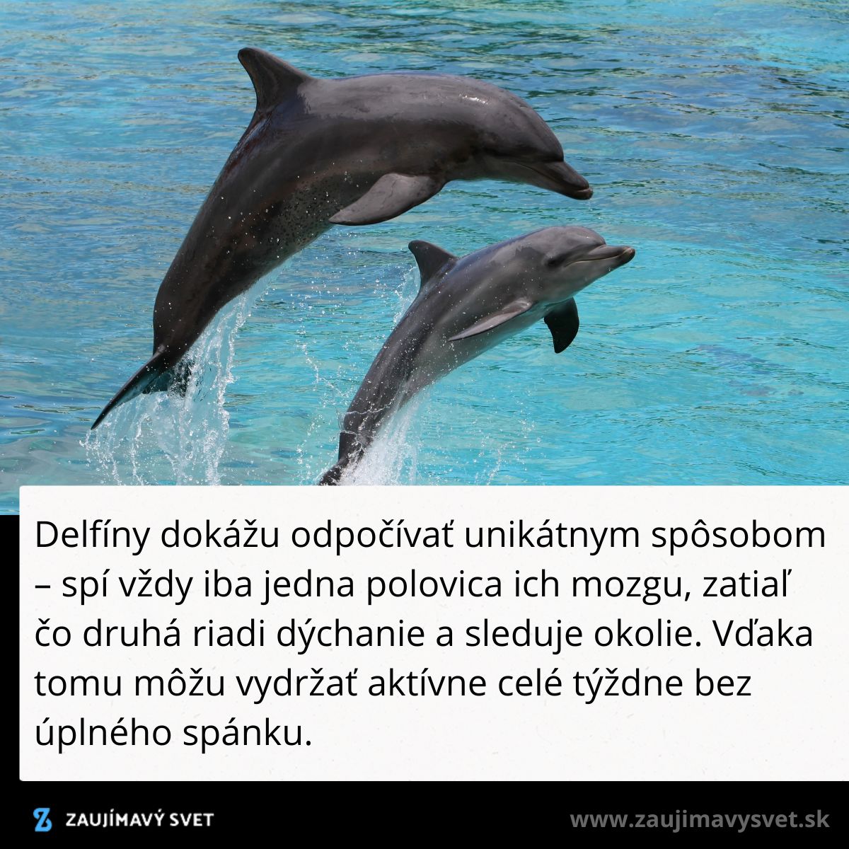 Dva skákajúce delfíny nad hladinou vody, jeden väčší a jeden menší, čistá modrá voda v pozadí.