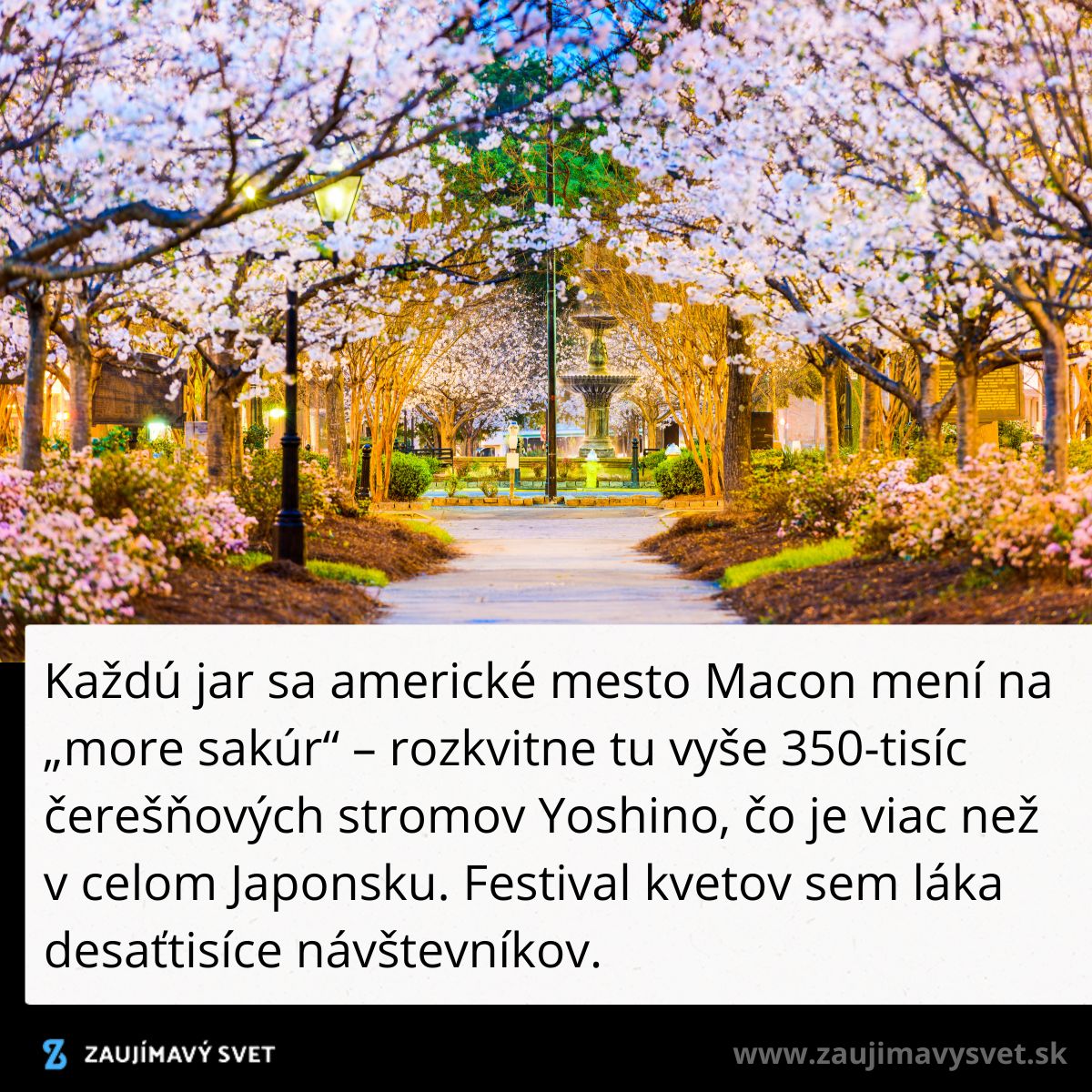 Festiválne rozkvitnuté čerešne v Macone, USA, priťahujú návštevníkov na jar.