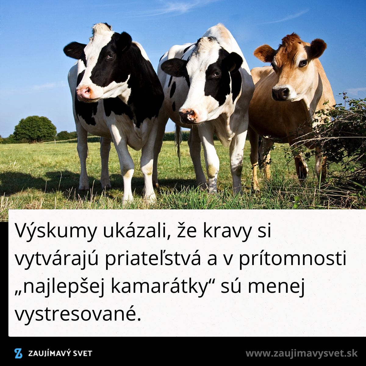 Tri kravy na lúke pod modrou oblohou, s textom o ich priateľstvách a zníženom strese v prítomnosti kamarátok.