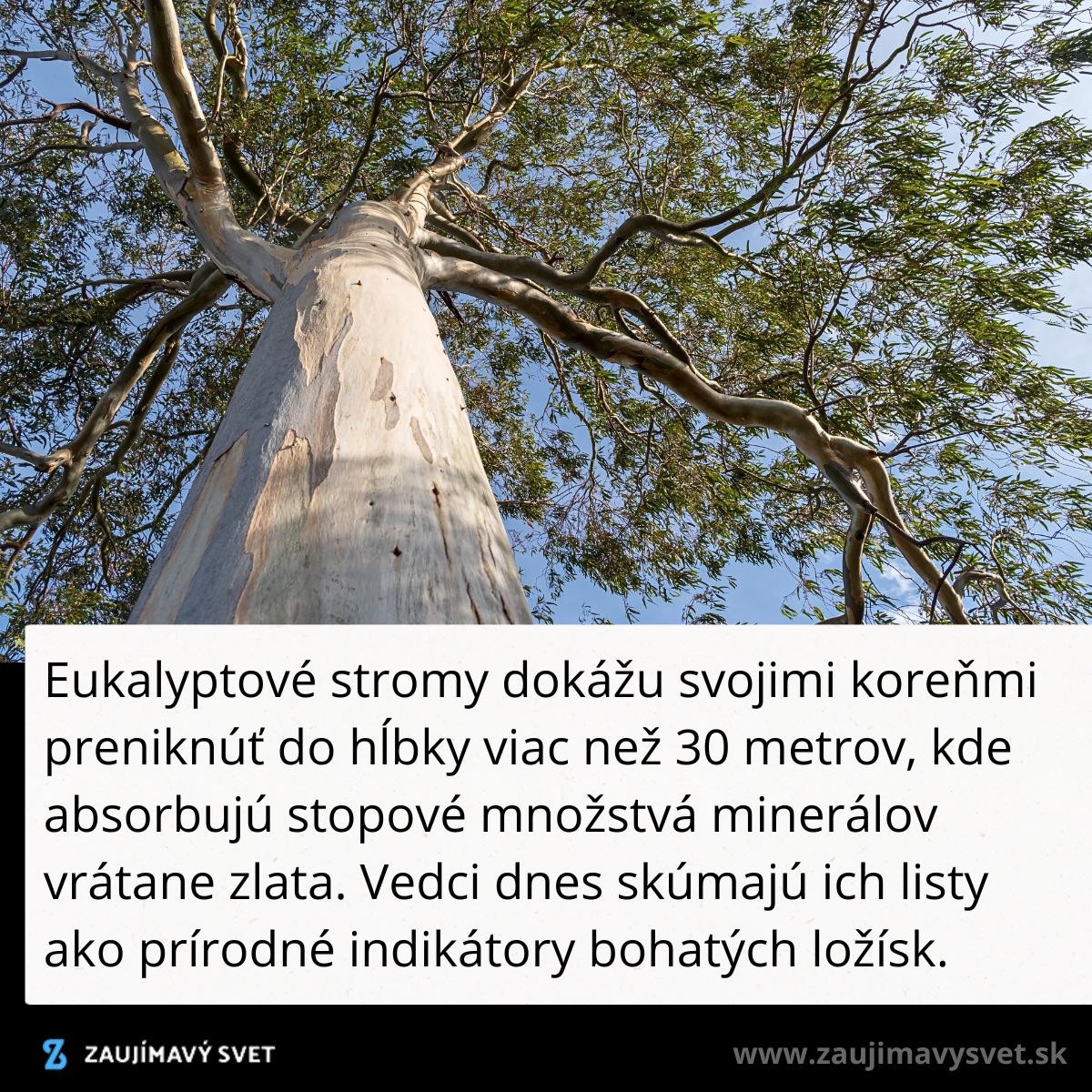 Eukalyptový strom s vysokým kmeňom a listami využívanými na prieskum minerálnych ložísk, pohľad zozdola na listy.