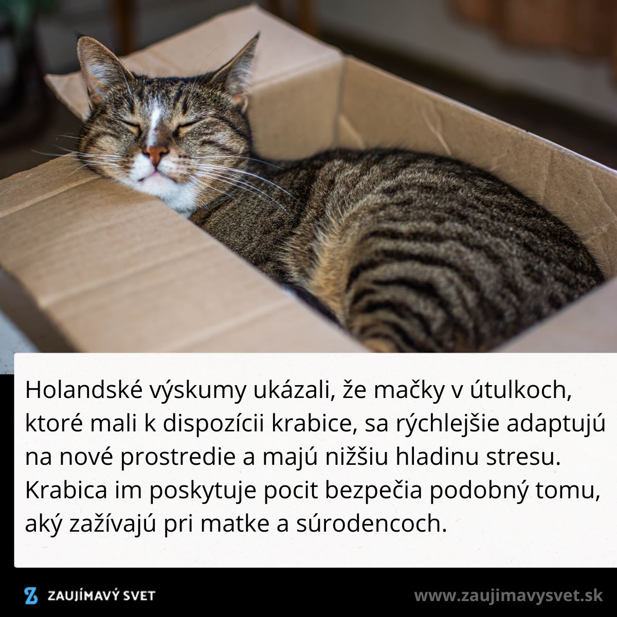 Mačka oddychuje v kartónovej krabici, znižuje stres a cíti sa bezpečne podľa výskumov o mačkách v útulkoch.