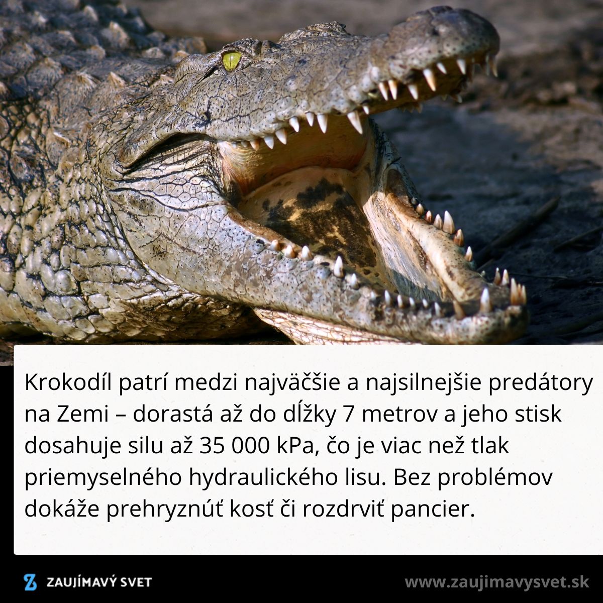 Krokodíl s otvorenou papuľou, silný predátor s mocným stiskom až 35 000 kPa, dorastá do dĺžky 7 metrov.